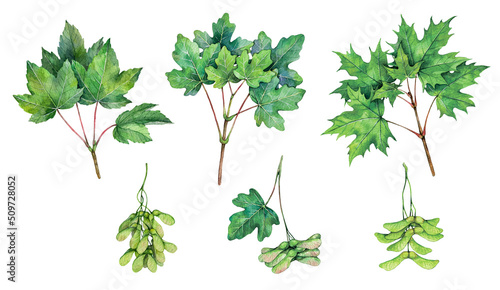 Watercolor maple branches. Sycamore maple, norway maple, field maple isolated on white background. Hand drawn painting plant illustration.
