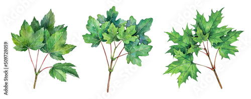 Watercolor maple branches. Sycamore maple, norway maple, field maple isolated on white background. Hand drawn painting plant illustration. © Екатерина Роменская