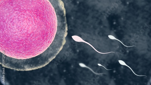 Sperm and egg cell fertilization human
