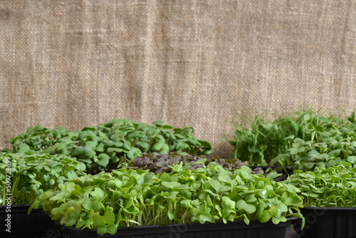 Various micro greens in containers. Healthy food. Healthy food. photo