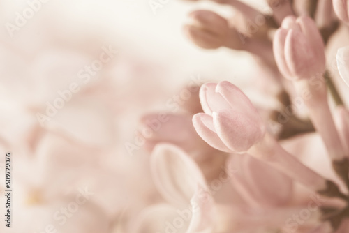 Pale pink beige neutral color little lilac flowers buds on blur blur light background for wedding invitation or vintage romantic wallpaper macro