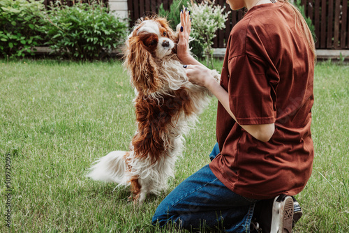 Unrecognizable woman playing and training pure breed dog brown and white Cavalier King Charles spaniel in garden or park photo