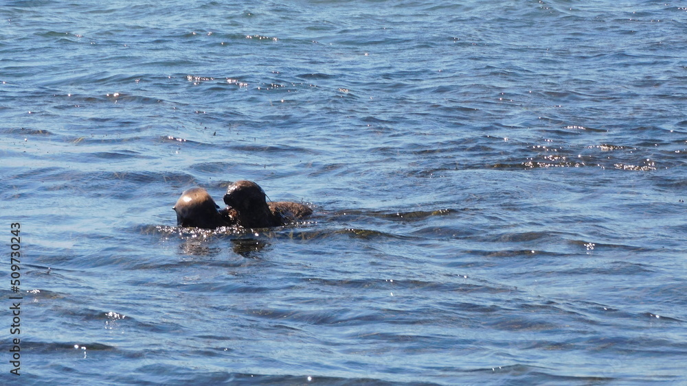 Fototapeta premium seal in the sea
