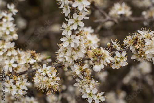 extreme close-up of the white cherry blosooms