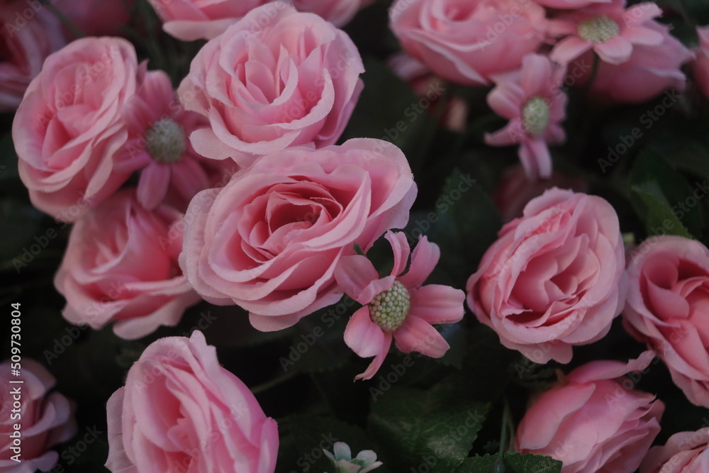 pink roses in garden pink roses in garden