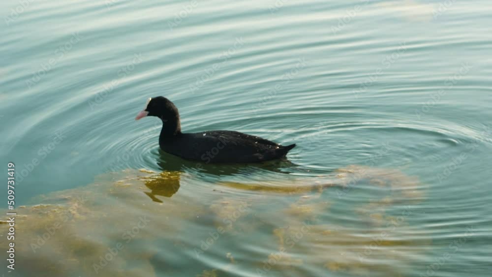 Close-up of the Eurasian coot, Fulica atra, also known as the common or Australian coot. Time-lapse photography. A black duck swimming in blue water among the algae in a city park Close-up of the Eurasian coot, Fulica atra, also known as the common or Australian coot. Time-lapse photography. A black duck swimming in blue water among the algae in a city park