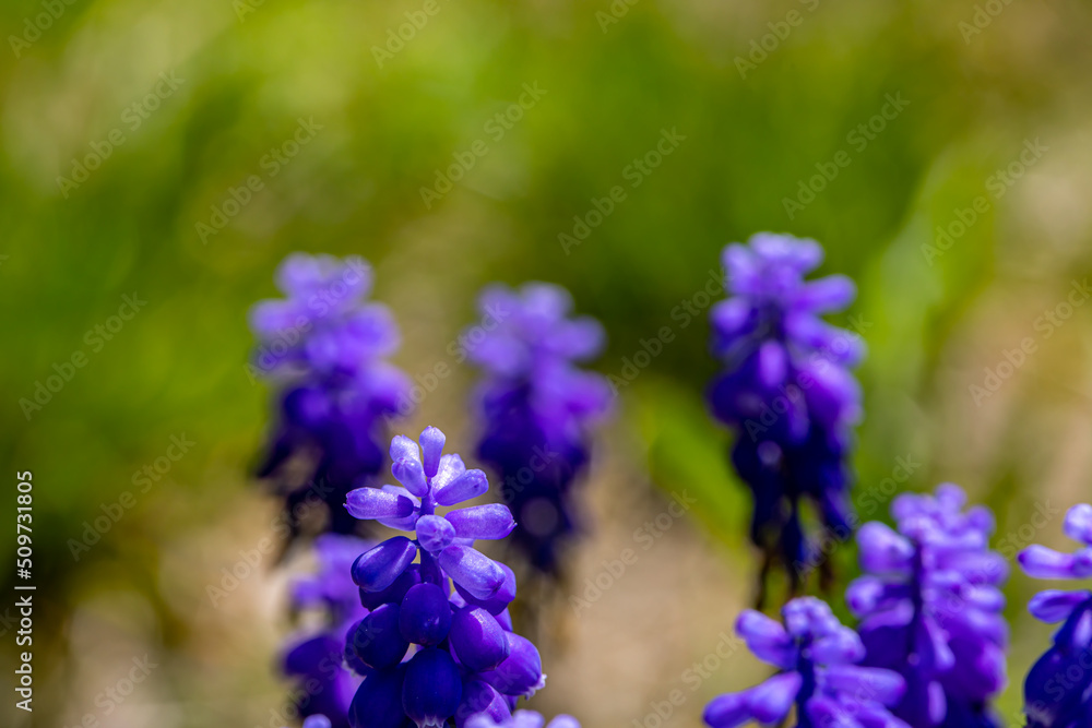 Muscari flower growing in meadow, close up Muscari flower growing in meadow, close up