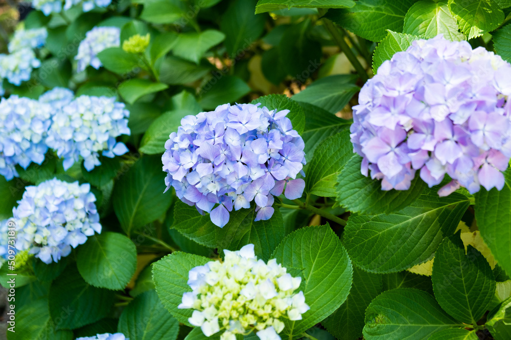 blue hydrangea flowers blue hydrangea flowers