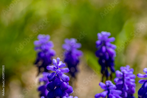 Muscari flower growing in meadow  close up 