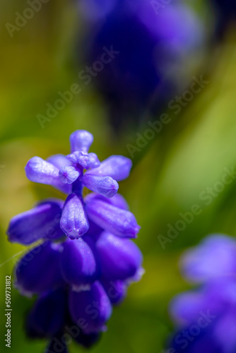 Muscari flower growing in meadow, close up shoot	