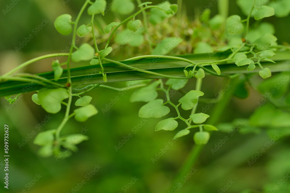 fern green vine dreamy blurred background fern green vine dreamy blurred background