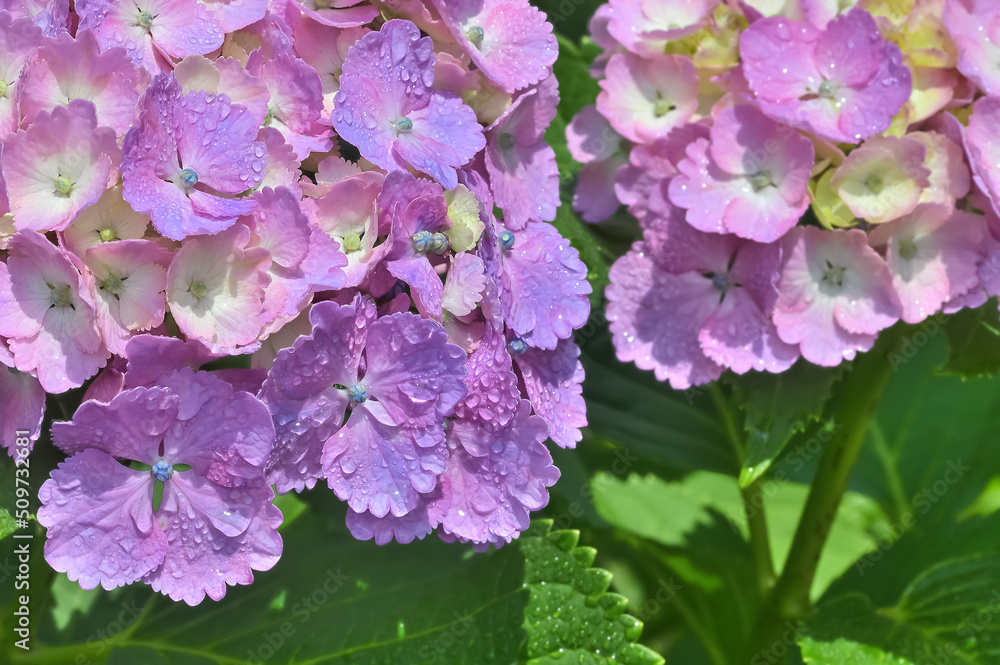 Fototapeta premium 雨上がりの紫陽花(Hydrangea)