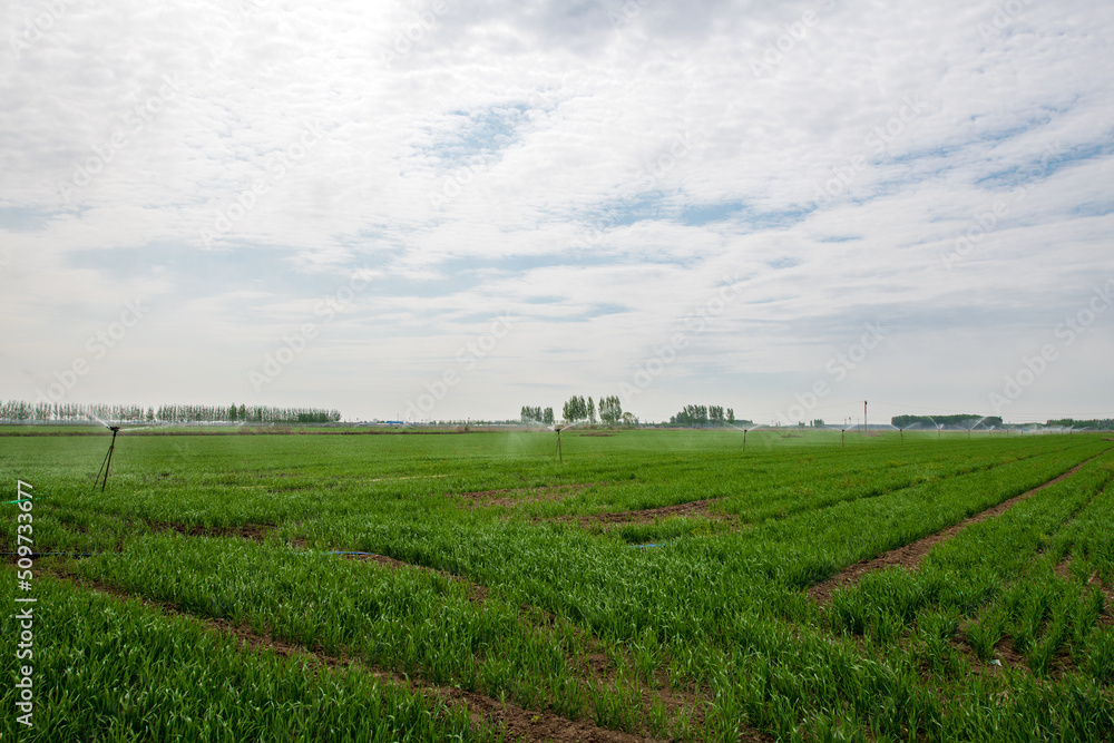 An irrigation machine water wheat by spraying