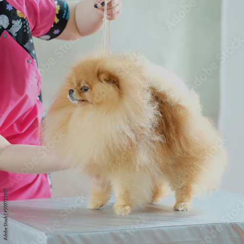 The shaggy Pomeranian dog is happy to stand in a rack on the table