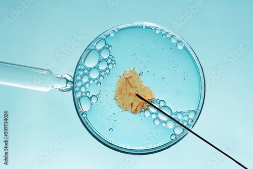 In vitro fertilisation concept. Artificial insemination or fertility treatment macro photography. photo