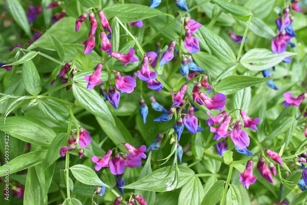 Blue and purple flowers on a Lathyrus vernus spring pea plant Blue and purple flowers on a Lathyrus vernus spring pea plant