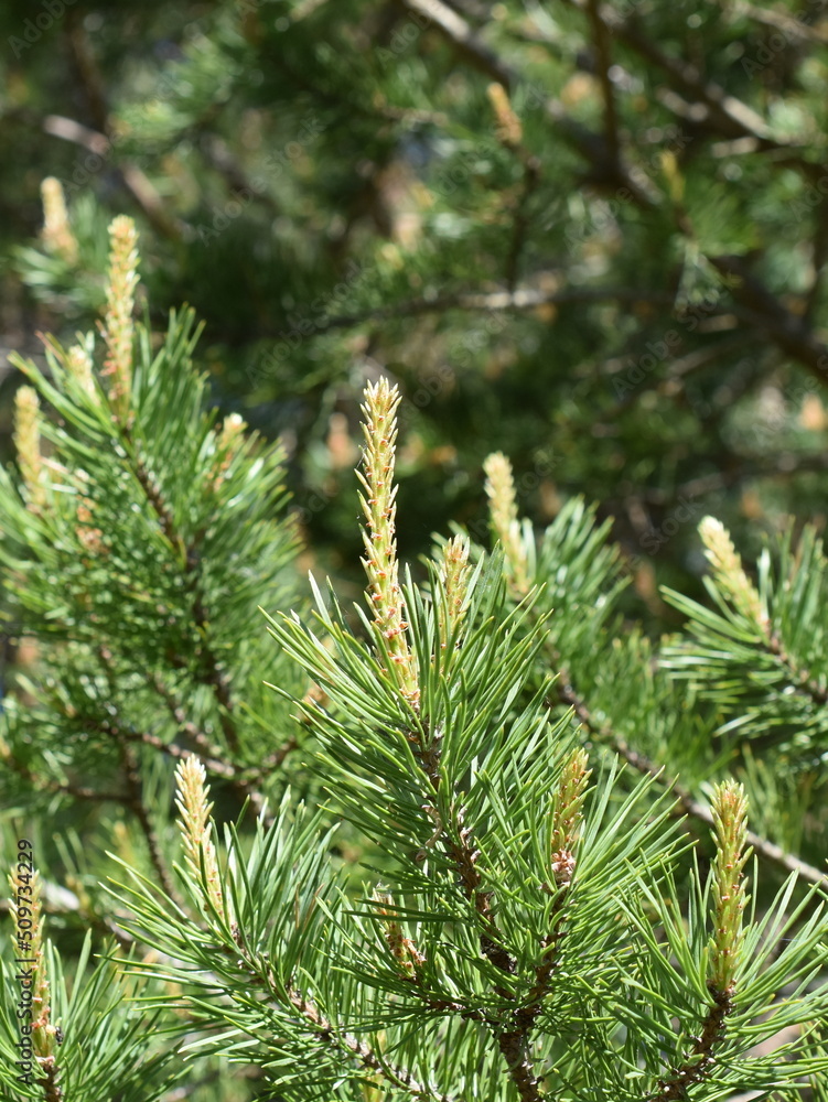 Closeup on pine branch with new foliage sprouting Closeup on pine branch with new foliage sprouting