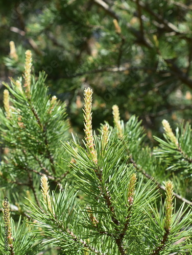 Closeup on pine branch with new foliage sprouting