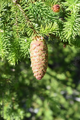 New green foliage and young cone on a spruce tree Picea abies in spring