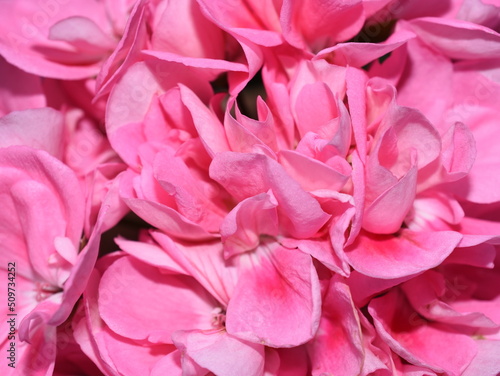 Extreme closeup on pink pelargonium flower