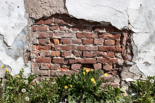Fragment of the destroyed wall cladding. Dandelions at the foot of a half-ruined wall cladding. The white plaster had fallen off the red brick wall.