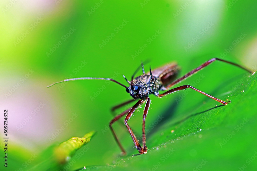 Fototapeta premium A fly insect on leaf