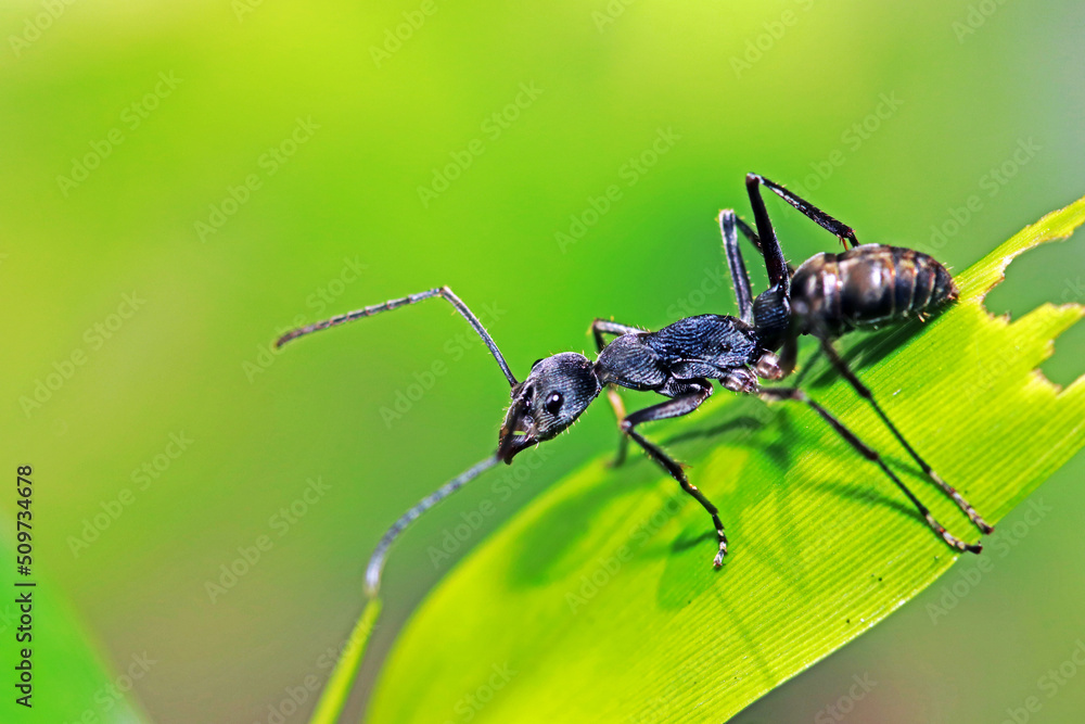 A black ant on green leaf A black ant on green leaf