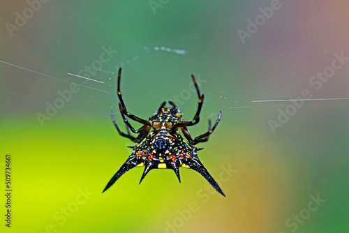 A spiny spider on web