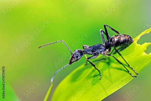 A black ant on green leaf