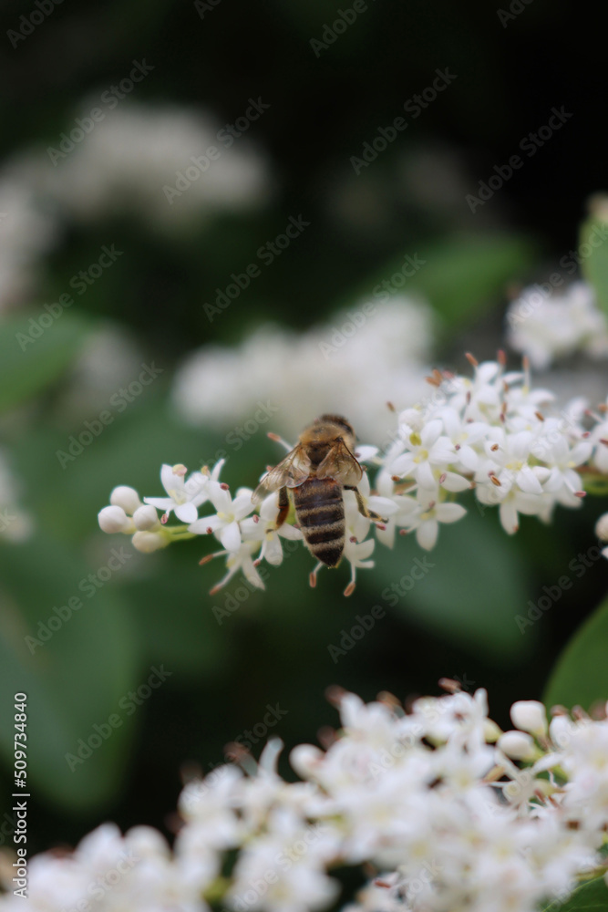 Honey bee on Common privet white flowers. Apis mellifera on Ligustrum vulgare tree Honey bee on Common privet white flowers. Apis mellifera on Ligustrum vulgare tree