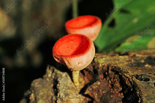 The red mushroom in the wild