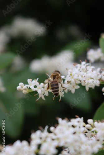 Honey bee on Common privet white flowers. Apis mellifera on Ligustrum vulgare tree  photo