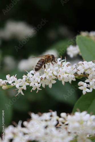 Honey bee on Common privet white flowers. Apis mellifera on Ligustrum vulgare tree 