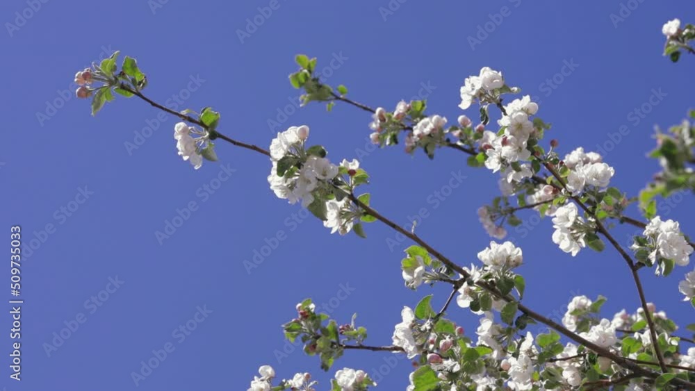 white flowers on apple trees, blooming fruit trees in spring white flowers on apple trees, blooming fruit trees in spring