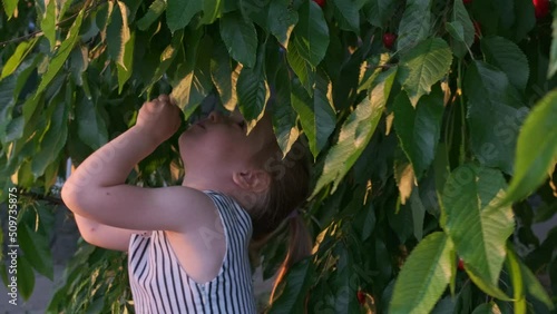 girl tears picking off the cherry from the tree branch and eats it with pleasure photo