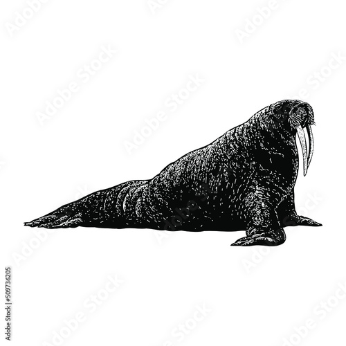 walrus hand drawing vector illustration isolated on background
