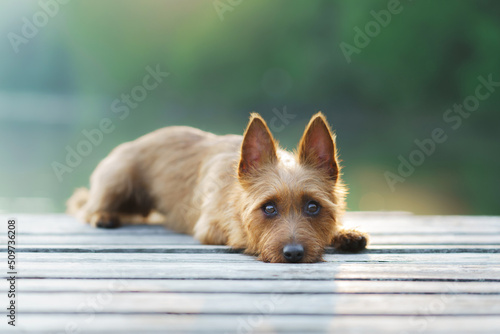Quadro su tela Australian Terrier on the pier