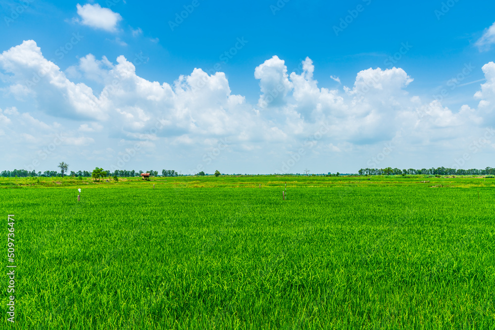 Scenic view landscape of Rice field green grass with field cornfield or in Asia country agriculture harvest with fluffy clouds blue sky daylight background. Scenic view landscape of Rice field green grass with field cornfield or in Asia country agriculture harvest with fluffy clouds blue sky daylight background.