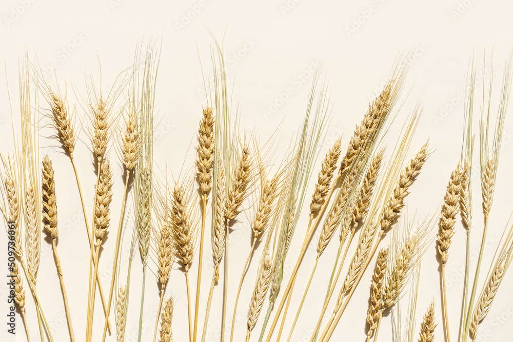 Close up ripe yellow ears of wheat, rye, barley on beige background. Top view ears of cereal crops, natural organic wheat grain crop, harvest concept, minimal design, cereals plant at sunlight Close up ripe yellow ears of wheat, rye, barley on beige background. Top view ears of cereal crops, natural organic wheat grain crop, harvest concept, minimal design, cereals plant at sunlight
