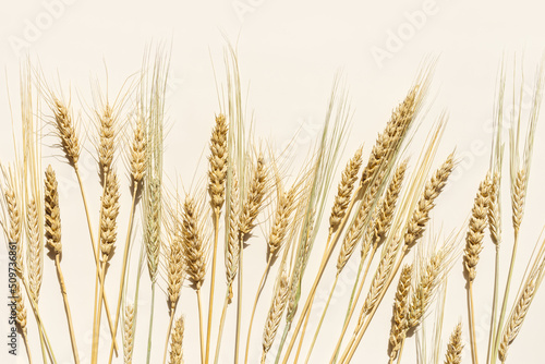 Close up ripe yellow ears of wheat, rye, barley on beige background. Top view ears of cereal crops, natural organic wheat grain crop, harvest concept, minimal design, cereals plant at sunlight