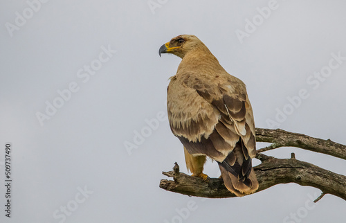 The tawny eagle (Aquila rapax) is a large, long-lived bird of prey. Like all eagles, it belongs to the family Accipitridae. © selim