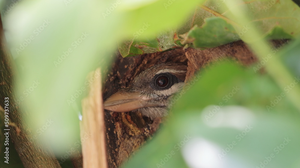 Obraz premium White-cheeked barbet peeping from its nest
