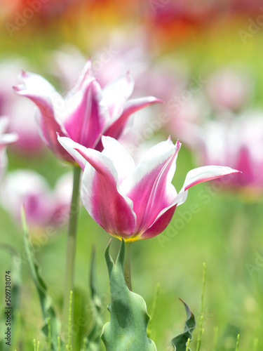 チューリップの花