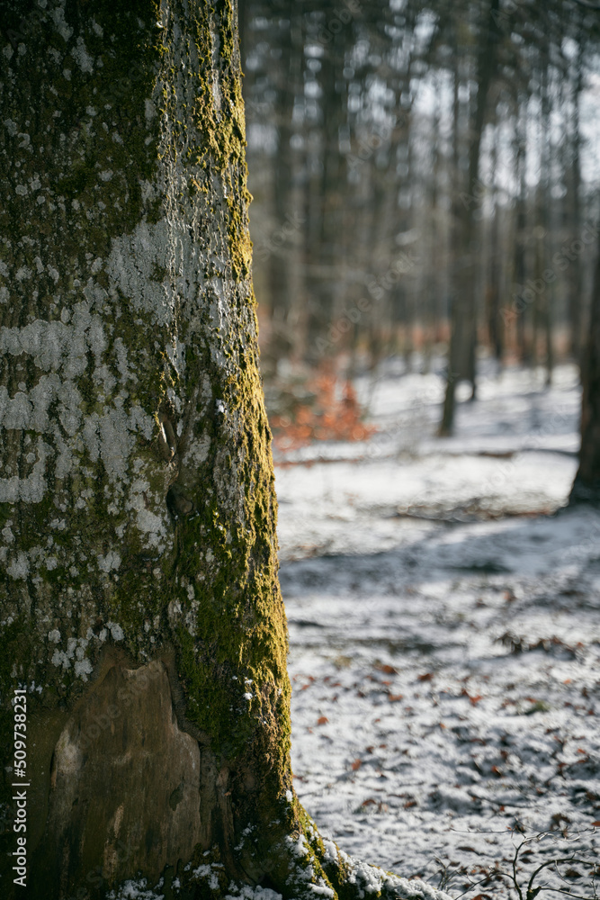 Fototapeta premium Macro shot of tree roots covered with green moss in the nordic woods. Winter forest covered with snow during a sunny day in norther Europe.