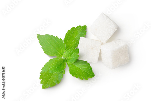 Flat lay (top view) of white sugar cubes with fresh Stevia leaves (Stevia rebaudiana Bertoni) on white background.