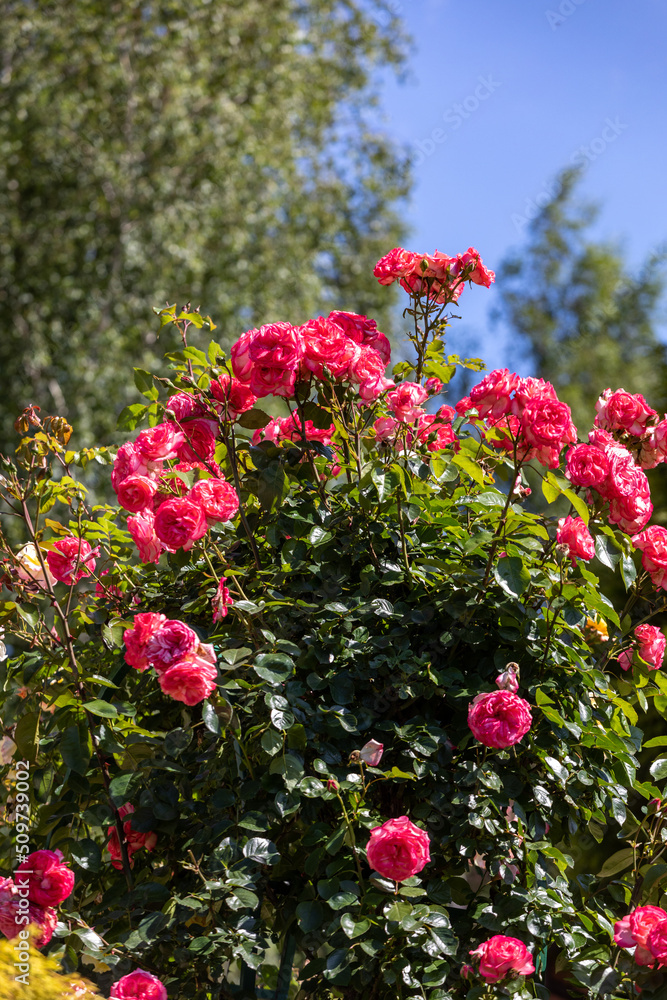 Naklejka premium Red Roses on the Branch in the Garden