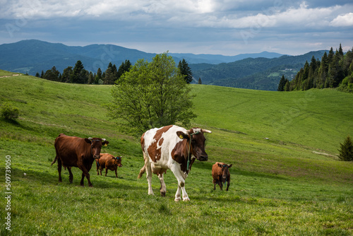 Cows herd walk on green pasture in Pieniny National Park and Mountains, Poland