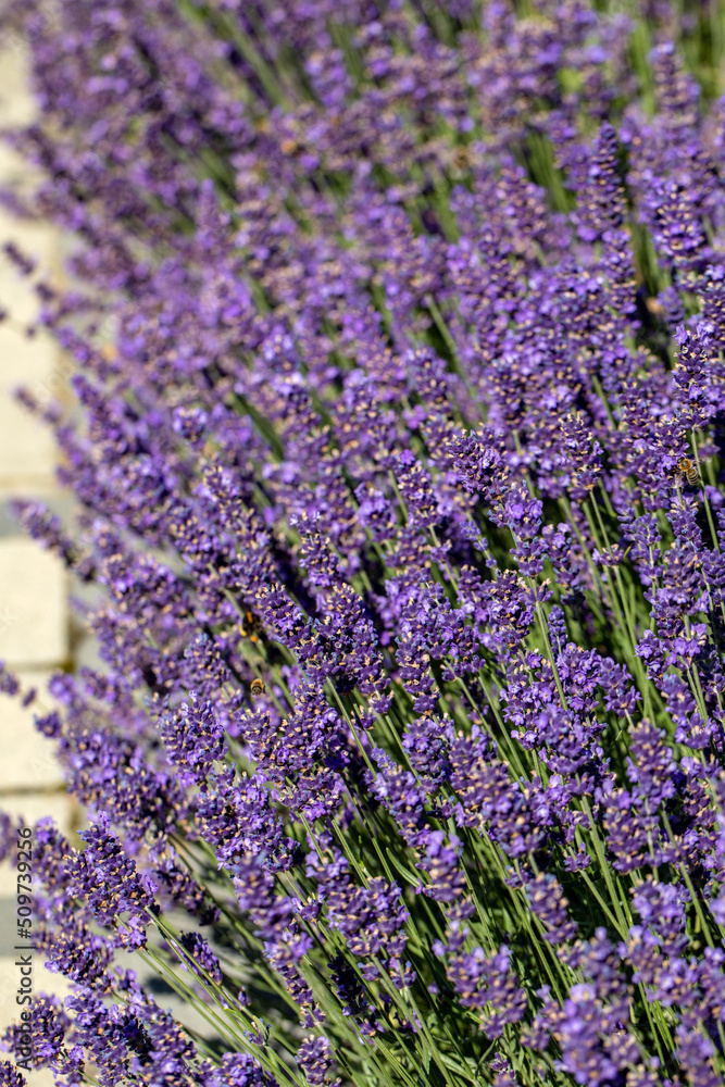 Fototapeta premium the blooming lavender flowers in Provence, near Sault, France