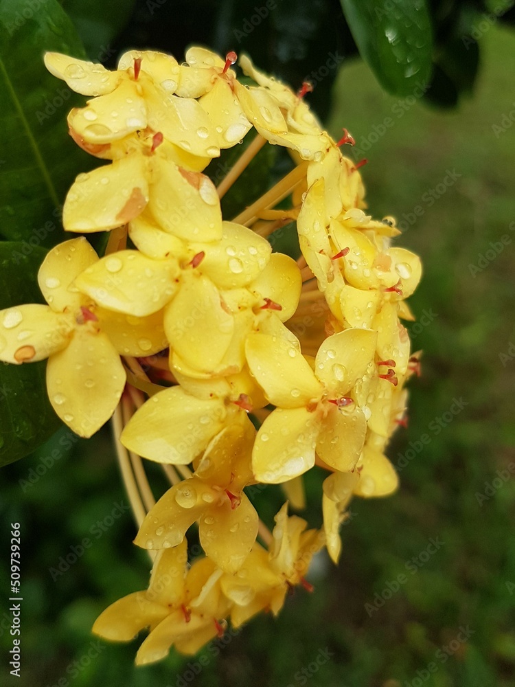 Fototapeta premium yellow flower with water splash background, close up
