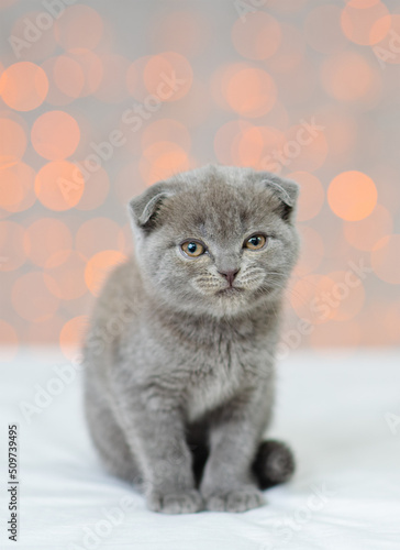 A small fluffy gray kitten with hanging ears sitting at home against the background of lights © Ermolaeva Olga